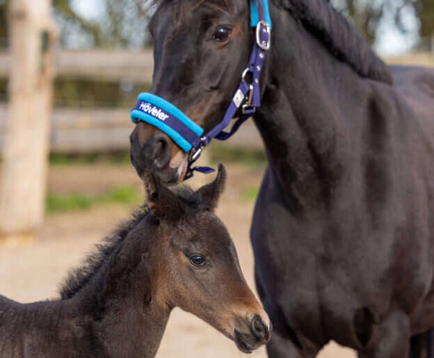 hoeveler impression zucht zuchtpferd fohlen pferdefutter